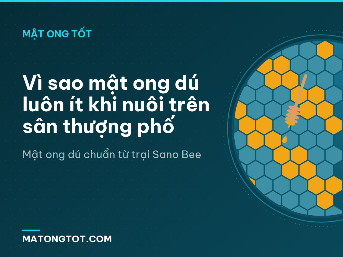 Vì sao mật ong dú luôn ít khi nuôi trên sân thượng phố
